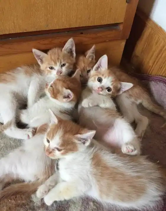 小萌猫送人了,走过路过不要错过
