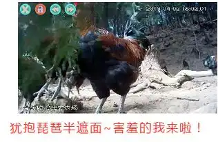 全家吃鸡还有表情包游戏带直播,精彩你想不到