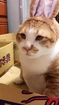 这只猫没有任何表情,却成了最火的表情包
