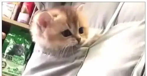 女子将小猫咪放在口袋里,引起路人围观,看到它的表情时萌化了
