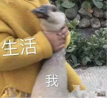 这里的每一个表情包,都是你蹭过的热