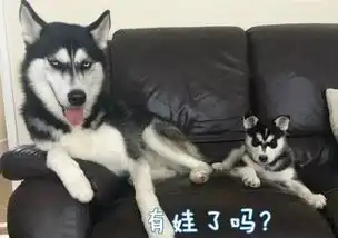 这些狗狗表情包,看过的人都收藏了哟