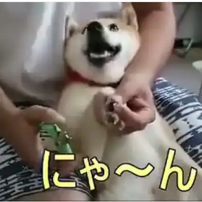 主人给柴犬剪指甲,狗狗瞬间戏精附体,最后的表情笑skr人
