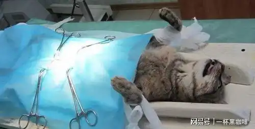 猫咪被送到宠物店寄养,7小时祸害5只母猫,最后虚脱被送进医院