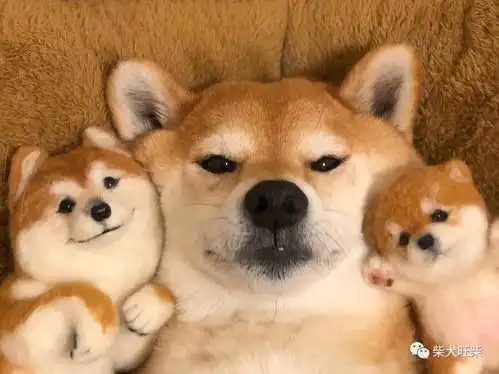 黑色柴犬为什么比别的颜色柴犬贵