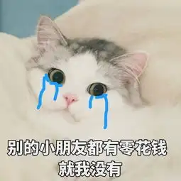 第一期猫界表情包pk,刘二豆瓜皮等众多猫星中谁会成最大赢家