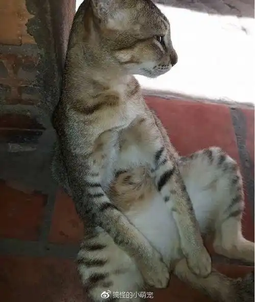 福懋动物医院变成公公的猫咪,一副高傲的表情,以后叫我九千岁