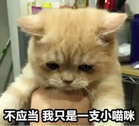 割完蛋蛋后的猫咪泪水在眼眶里打转,网友它再也不会快乐了