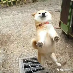 基因最接近狼的狗居然不是二哈而是它