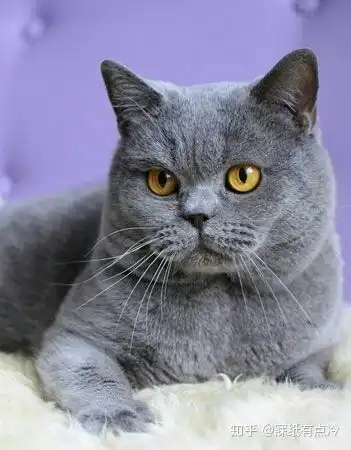 小萌新养猫选什么品种一步教你选猫粮