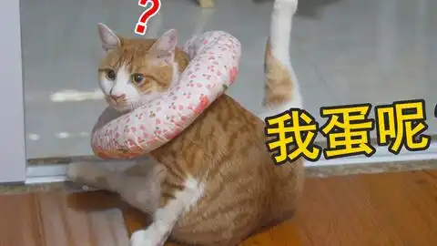 第一次带猫猫做绝育qaq做个视频纪念一下