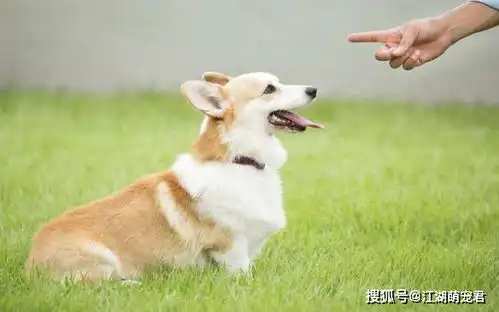 同样是短腿犬,法斗犬壮实,腊肠犬身长,最后柯基肥臀胜利了