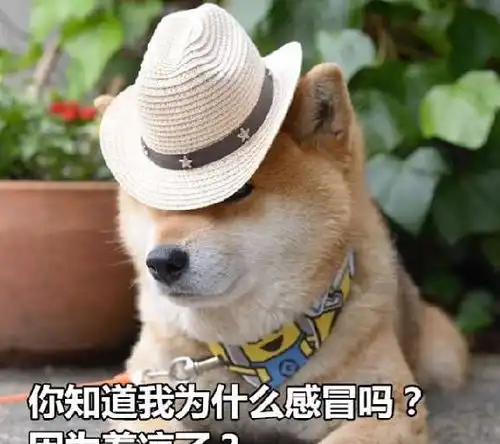 颜值不分种类,竟然被一只狗狗撩到了你有没有心动