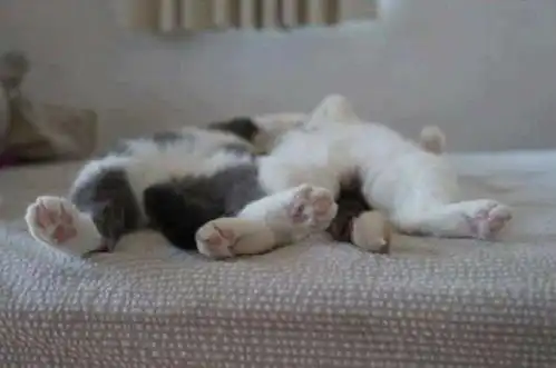 乐活如果很丧的话就让可爱的猫猫来治愈都市心病吧