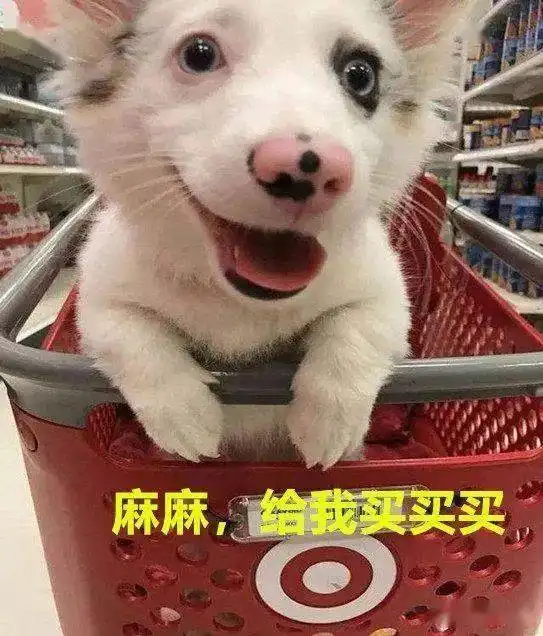 柯基犬第一次逛超市露出这幅表情,看到主人只给自己买后瞬间变脸