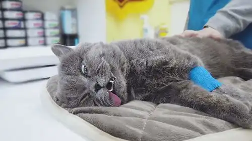 猫咪交配一次需要多长时间能否强行分开它们