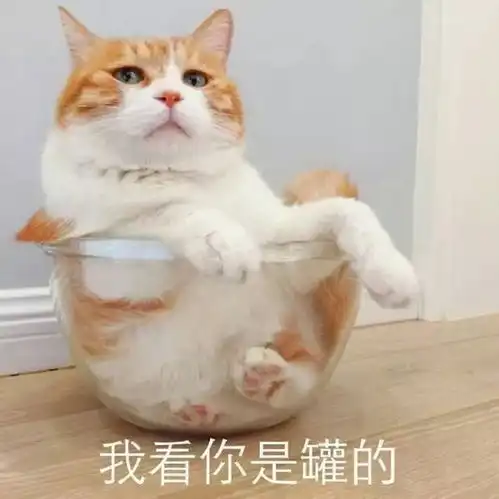可爱小猫表情包