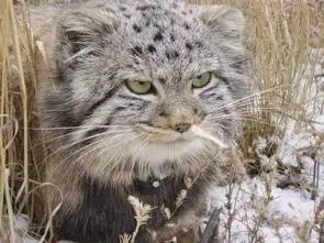 俄罗斯大妈野外捡回小奶猫,半年后才发现异常,原是珍稀大猫