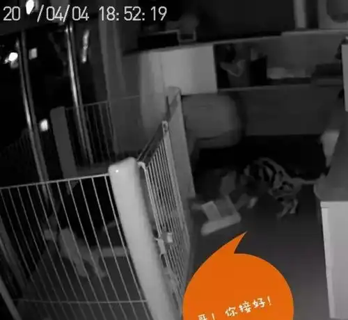 猫狗双全的人,也许已经被气疯