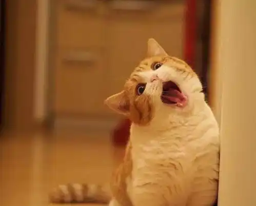 养猫导致家里臭气熏天别让猫背黑锅,问题出在主人懒
