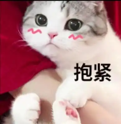 表情包可爱猫猫头