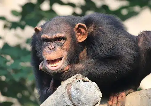 双节假期人多的日子,黑猩猩看人时脸上出现的表情包