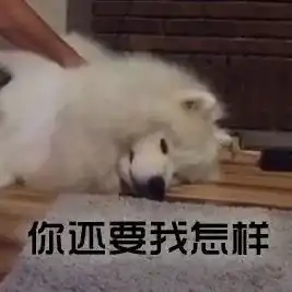 这只萨摩,可能是个假的微笑天使