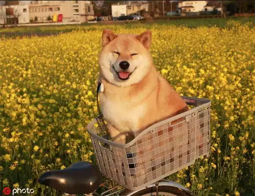 晒晒柴犬微笑照天使下凡的绝世小可爱