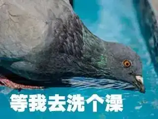 塑料友情经得起鸽子的考验不