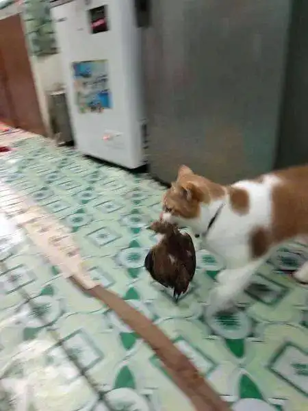 不知道猫咪哪里抓的小鸡,铲屎官竟然给养活了