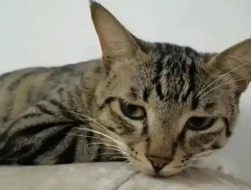 我家猫外出遛弯,被宠物医院拉去绝育了,猫都说了我有主人,可他们不信,唉
