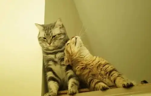 这是一只猫,怎么追到爱情的故事...