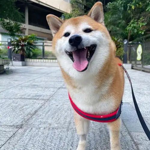 顶流表情包柴犬去世,全球十亿网友哭成泪人