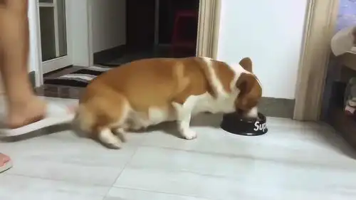 主人突然发飙,柯基犬的表情很有意味,家规真是让人佩服不已