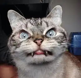 吸血猫成网络明星可爱尖牙吸引无数粉丝