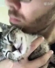 被困雨棚哀嚎小学生举伞机智救下小奶猫新浪视频