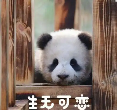 没有几张滚滚表情包,你好意思说想去偷只猫来养它一辈子