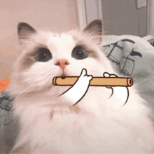 笑得露出小虎牙猫猫表情包图片嘀嘀咕咕表情包下载乐游网游戏下载