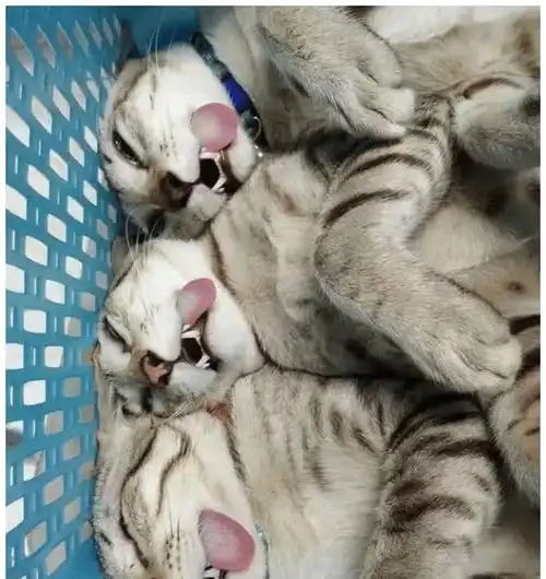 带着猫咪去绝育,回去时筐子里多了三条猫尸,每次一看笑弯了腰