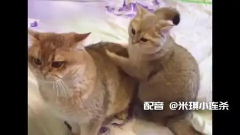 来自日本抖音的萌猫合集