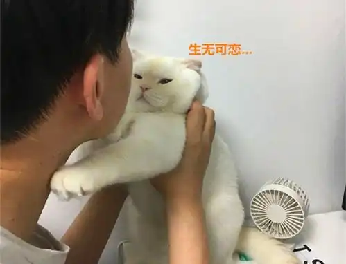 抱起猫咪准备亲,这货嫌弃出表情包,铲屎官合着我就是酸菜鱼