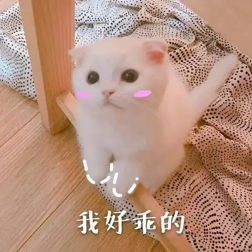 所有人紧急扩散就在明天