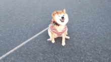 我的表情包柴犬去世了