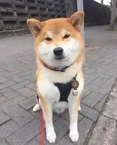 这两只柴犬兄妹,有点暖......