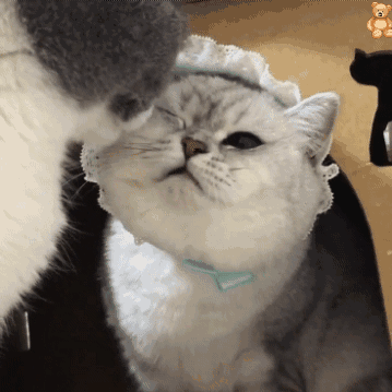 猫咪动态表情包合集猫咪摇头猫咪亲吻