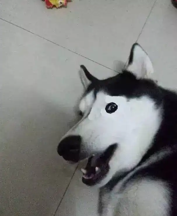假如二哈没有了黑眼圈