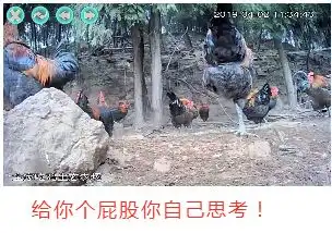 全家吃鸡还有表情包游戏带直播,精彩你想不到