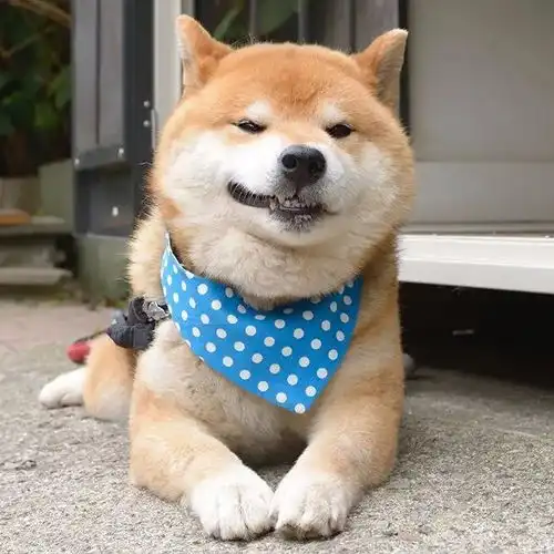 霸道总裁网红柴犬10岁了,以歪嘴笑走红网络,狗狗堪称移动表情包