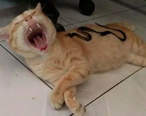 猫咪正在熟睡中,感觉身上有冰冷的东西,回头后表情石化