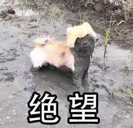 眼神好的东北人才能看出亮点不服来战